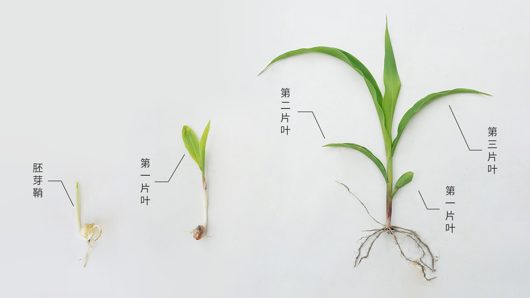 玉米的一生 – 六 一